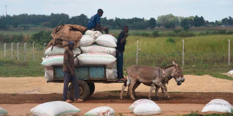 Kenya: Donkey owners at risk of losing their livelihoods -  Written by Rita Marques