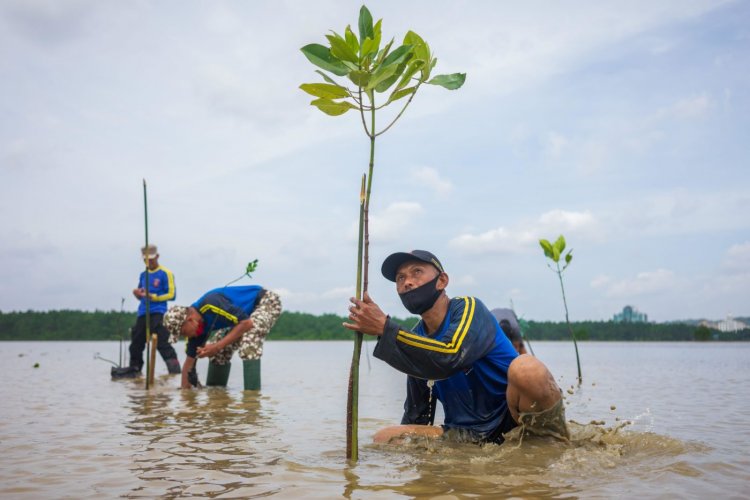 Indonesian Authorities Preparing Regulation to Aid Mangrove Restoration Program Funding