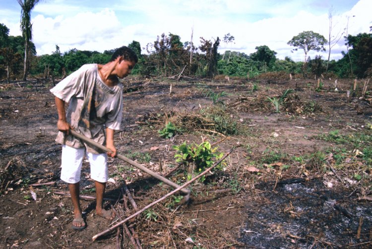 Environment v. Human Rights: Operation Artemis and the deforestation campaign that is stripping vulnerable farmers and indigenous peoples of their lands in Colombia