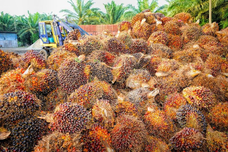 Malaysia's Conservation Efforts Highlighting a Shift Towards Sustainable Palm Oil Production