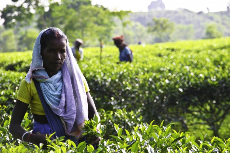 Tea Workers in Bangladesh Battle Climate and Exploitation