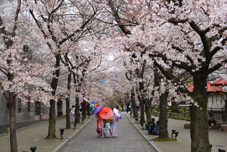 Climate change has altered Japan’s cherry blossoms blooming schedule